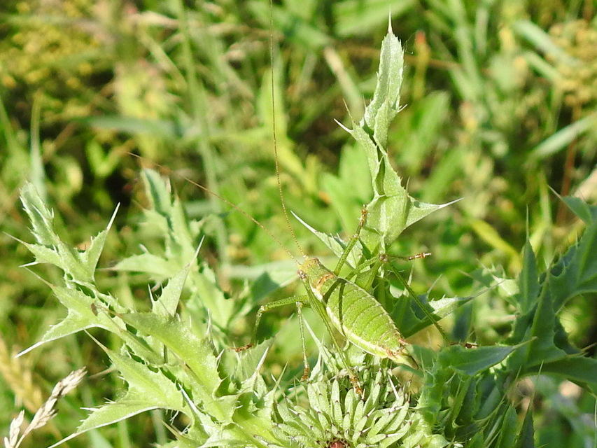 Leptophyes albovittata - közönséges virágszöcske