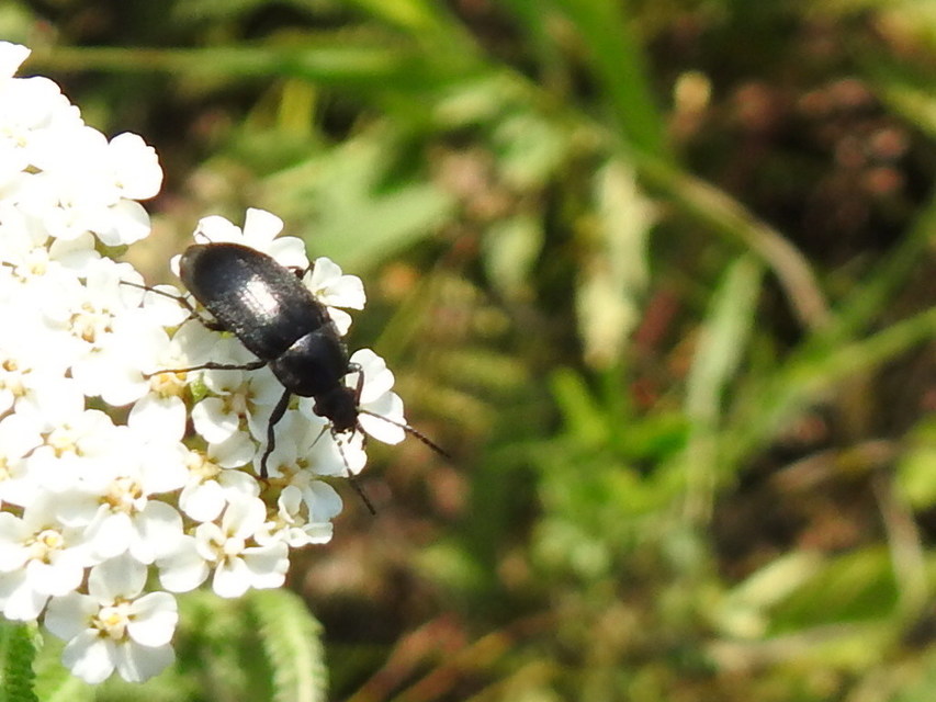 Podonta nigrita - szerecsenbogár