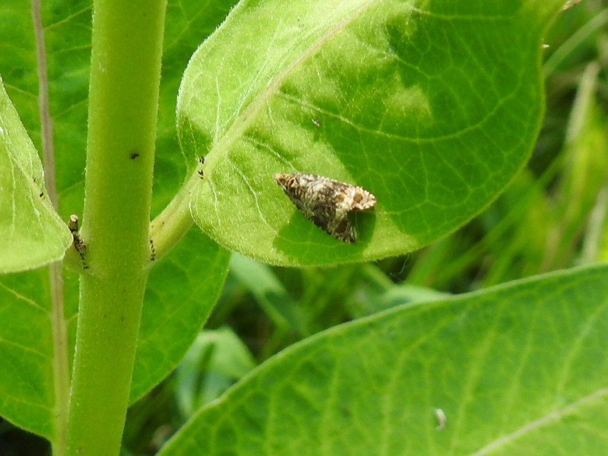 Celypha lacunana - vízparti tükrösmoly