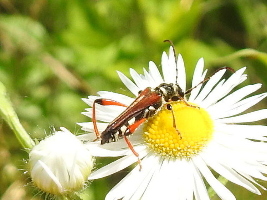 Stenopterus rufus - tarkacsápú keskenyfedőscincér
