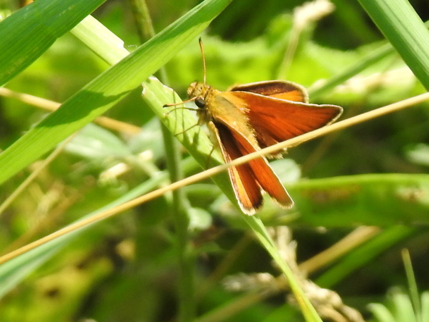 Thymelicus lineola - vonalas busalepke