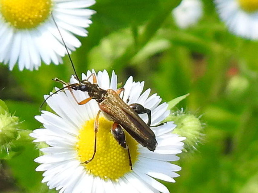 Oedemera podagrariae - székfű-álcincér