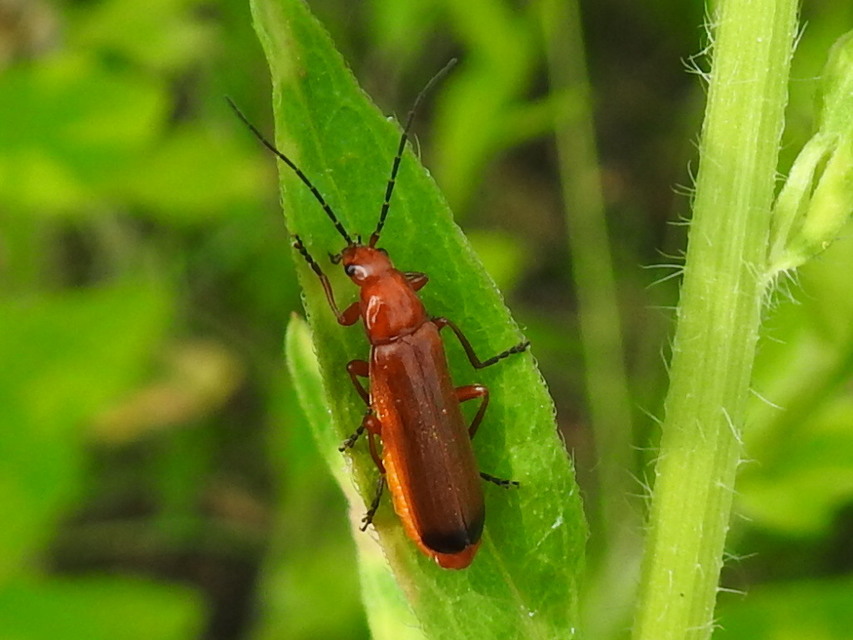 Rhagonycha fulva - feketevégű lágybogár