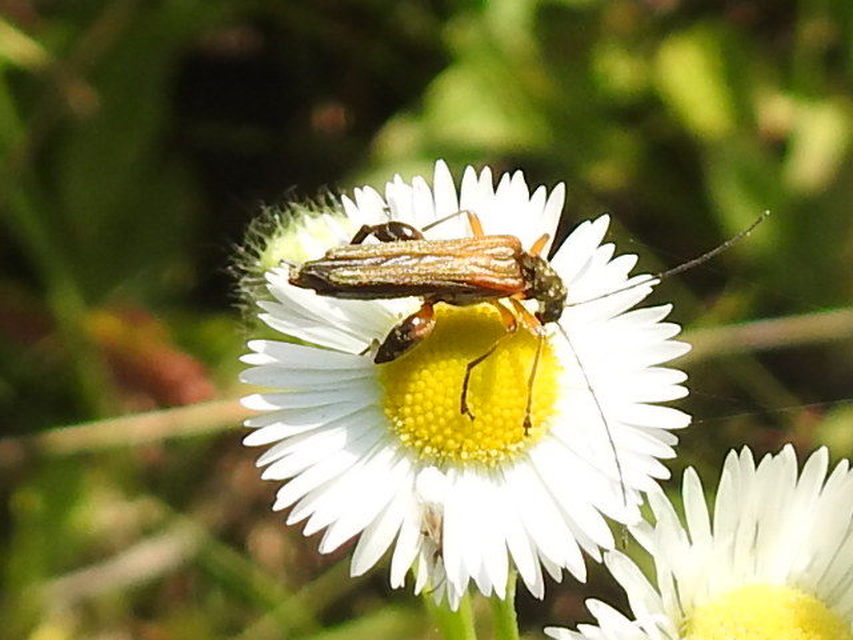 Oedemera podagrariae - székfű-álcincér