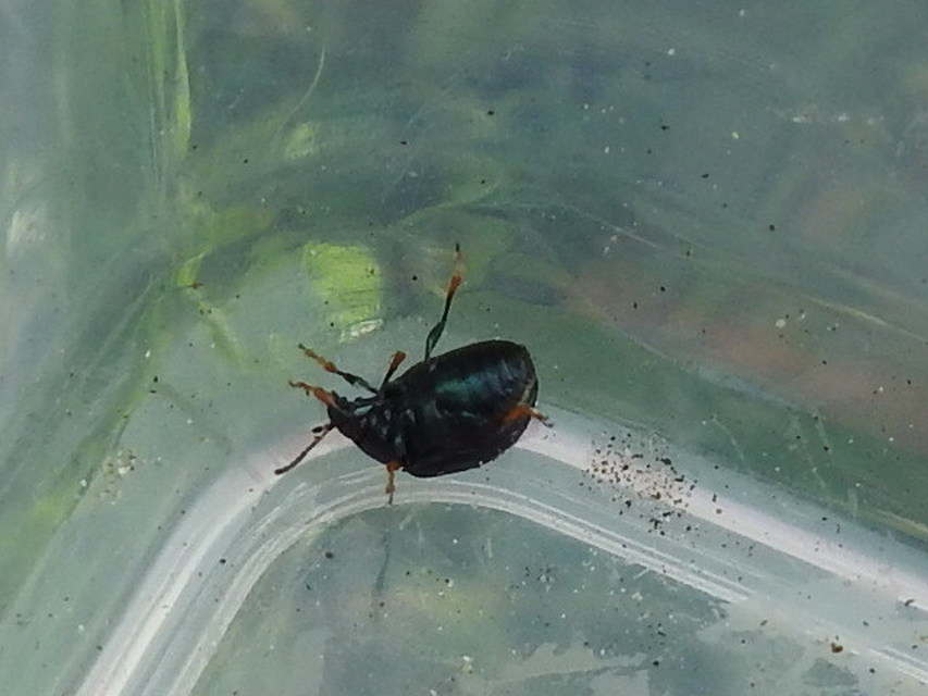 Colaphellus sophiae - mustárbogár