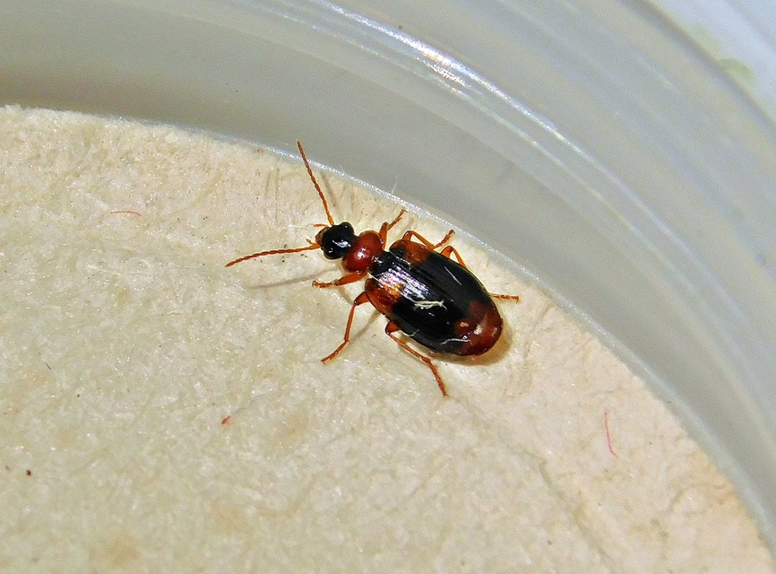 Lebia humeralis - vállfoltos cserjefutó