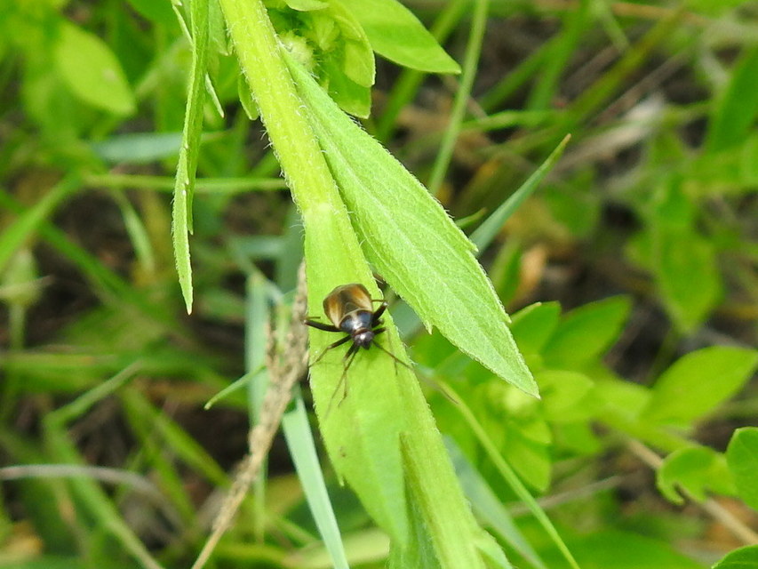 Adelphocoris seticornis - szegélyes mezeipoloska
