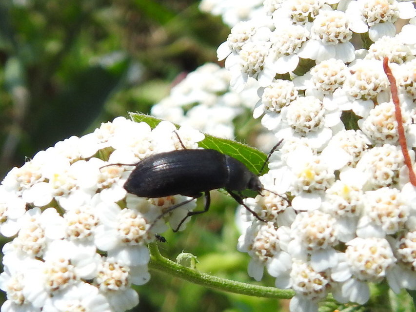 Podonta nigrita - szerecsenbogár