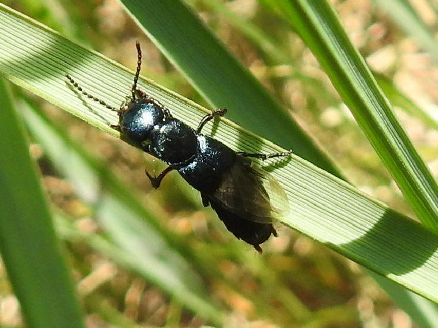 Ocypus ophthalmicus - kék holyva
