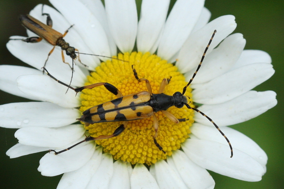 Rutpela maculata - tarkacsápú karcsúcincér