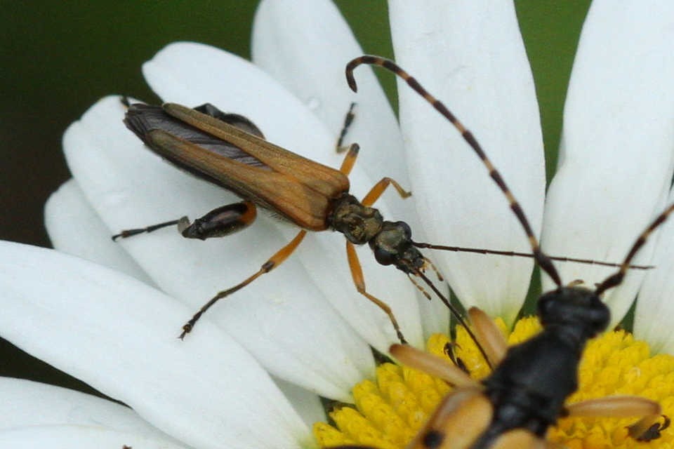 Oedemera podagrariae - székfű-álcincér