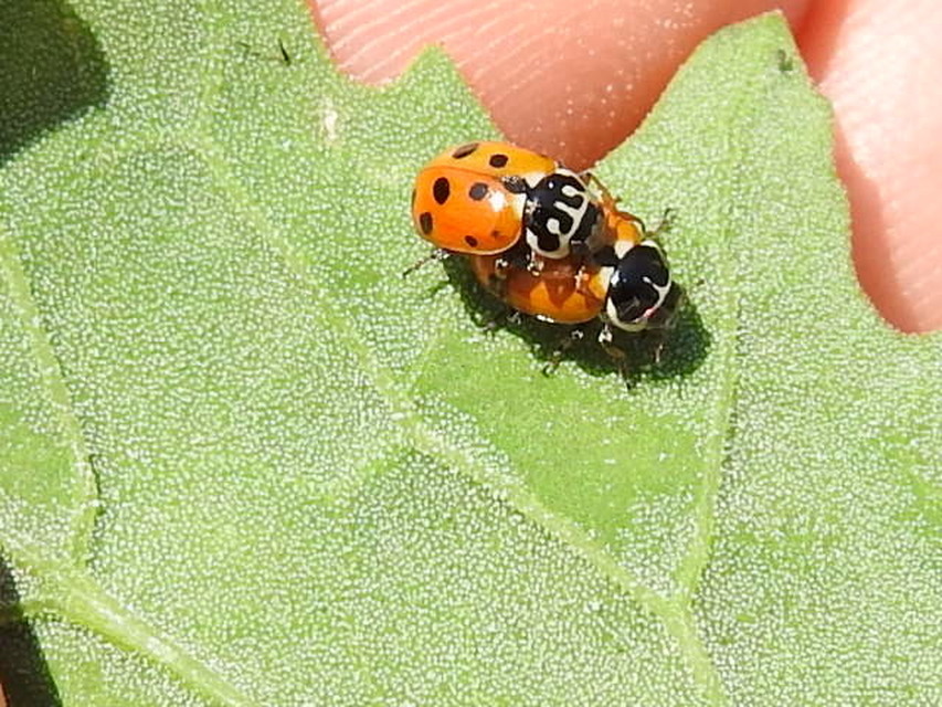 Hippodamia variegata - tizenhárompettyes katica