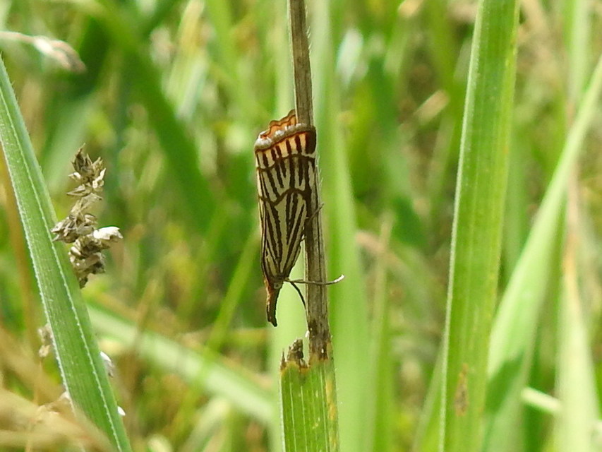 Chrysocramboides craterella - rácsos fűgyökérmoly