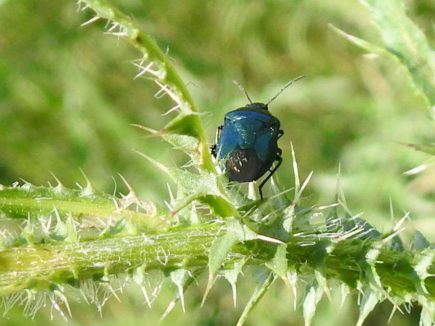 Zicrona caerulea - acélkék poloska Zicrona caerulea - acélkék poloska