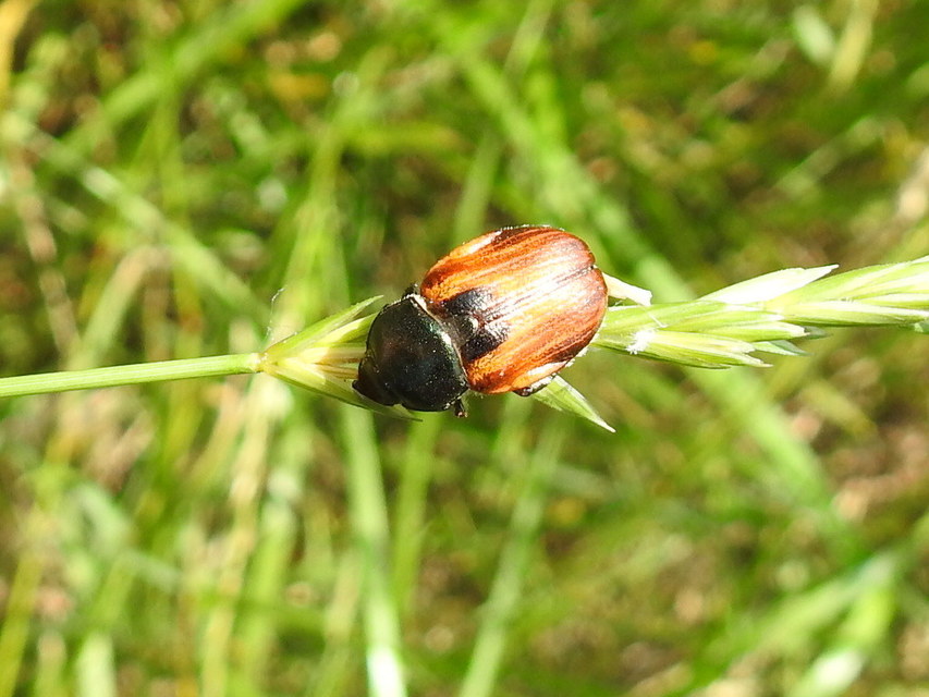 Anisoplia austriaca - osztrák szipoly