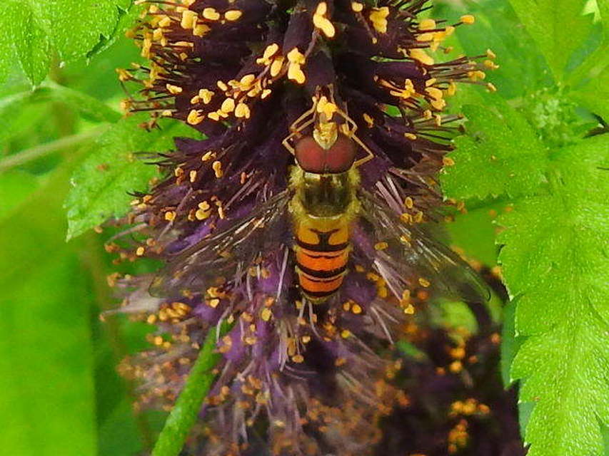 Episyrphus balteatus - ékfoltos zengőlégy