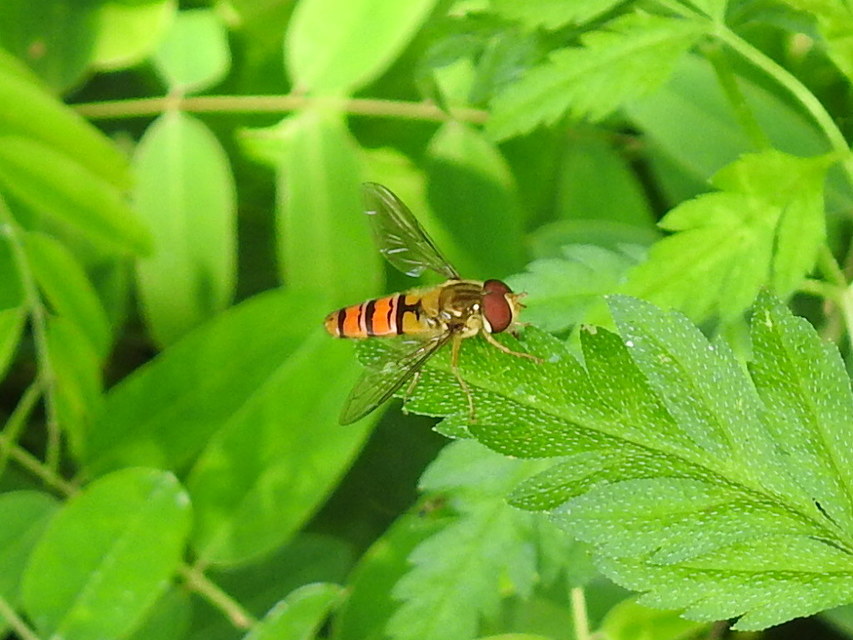 Episyrphus balteatus - ékfoltos zengőlégy