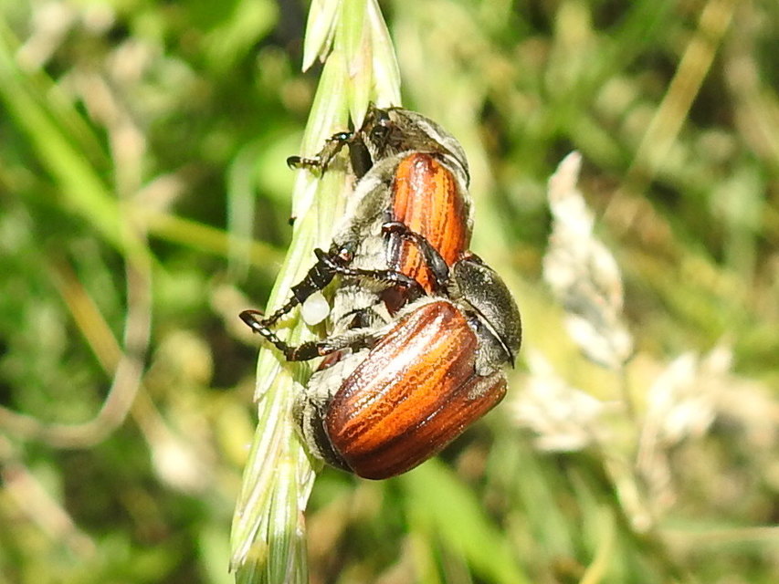 Anisoplia tempestiva - gabonaszipoly