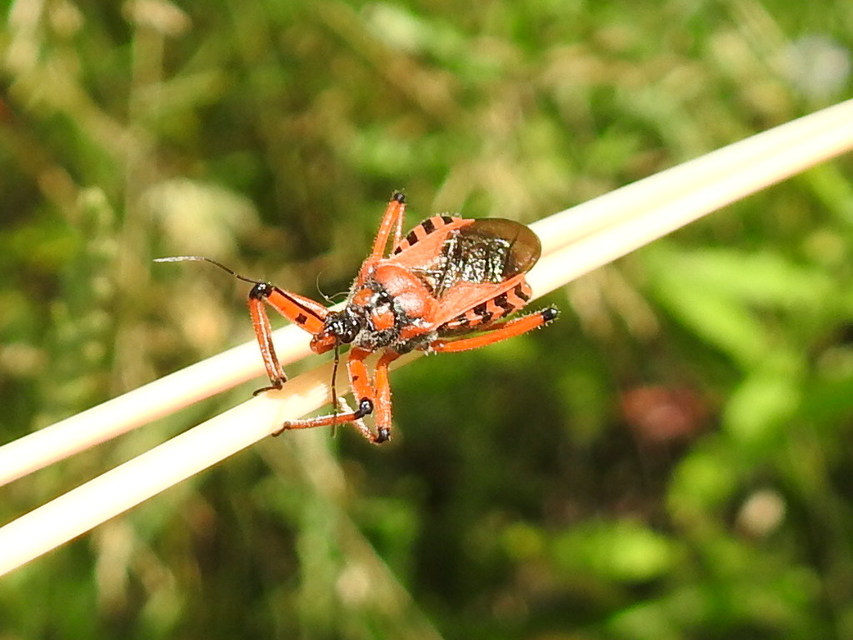 Rhynocoris iracundus - közönséges gyilkospoloska