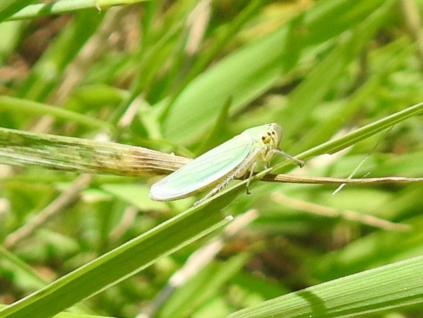 Cicadella viridis - méregzöld kabóca