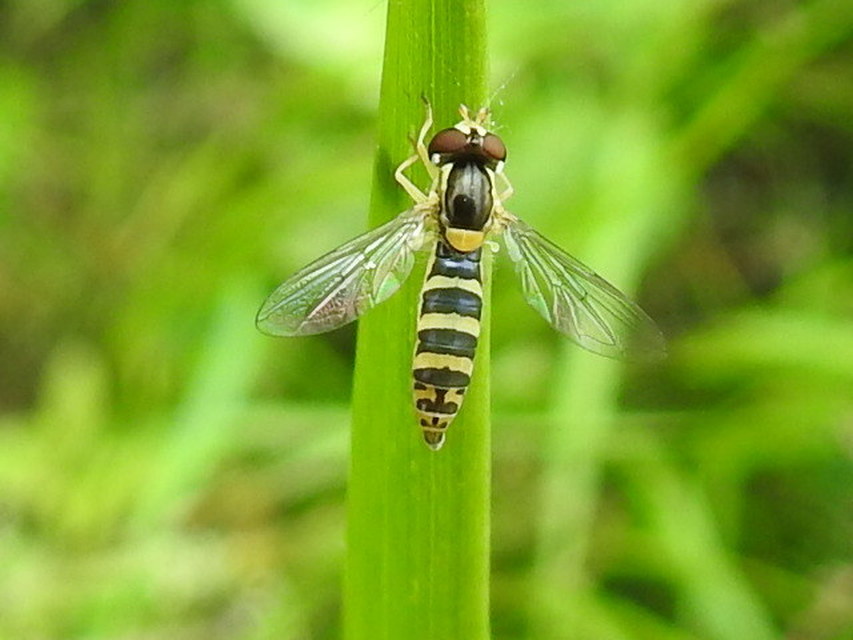 Sphaerophoria