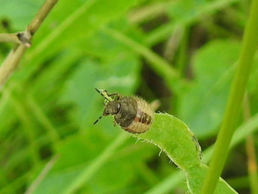 Dolycoris baccarum - közönséges bogyómászó-poloska Dolycoris baccarum - közönséges bogyómászó-poloska