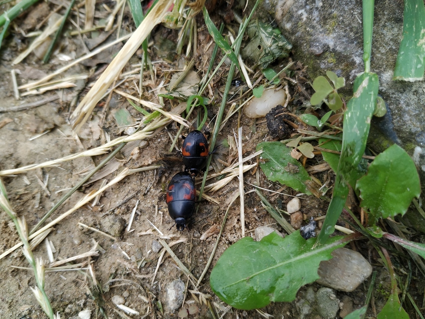 Hister quadrimaculatus - közönséges sutabogár