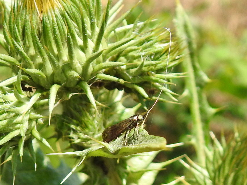 Nemophora