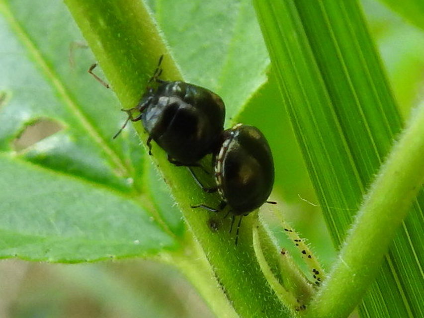Coptosoma scutellatum - bödepoloska Coptosoma scutellatum - bödepoloska