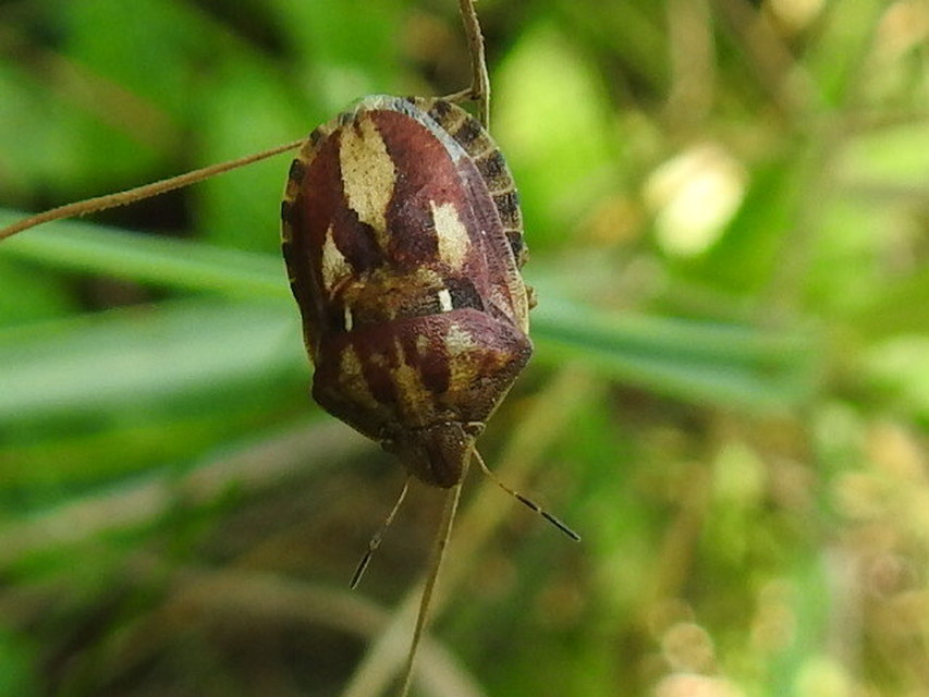 Eurygaster