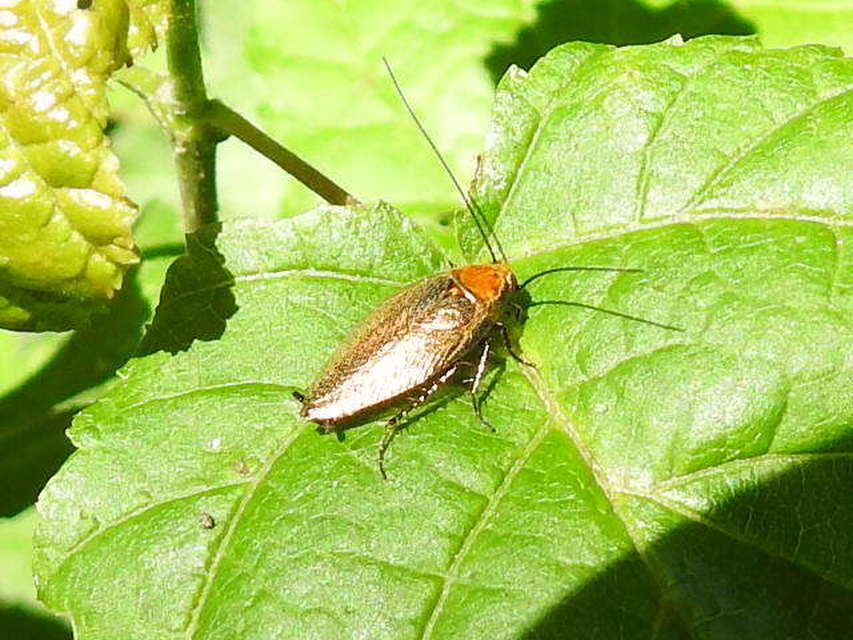 Ectobius erythronotus - sárgatorú erdeicsótány