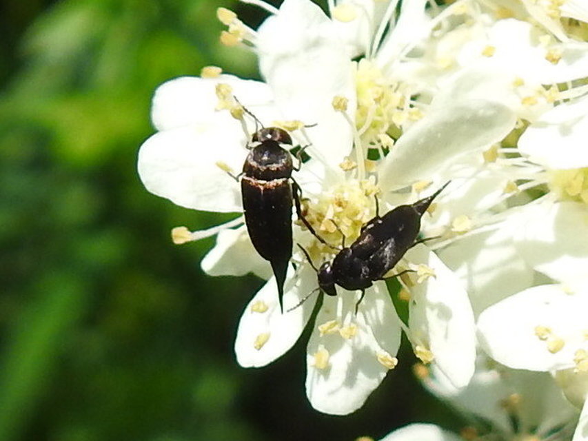 Mordellidae - marókafélék