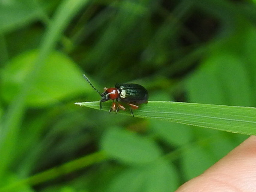 Oulema melanopus/duftschmidi