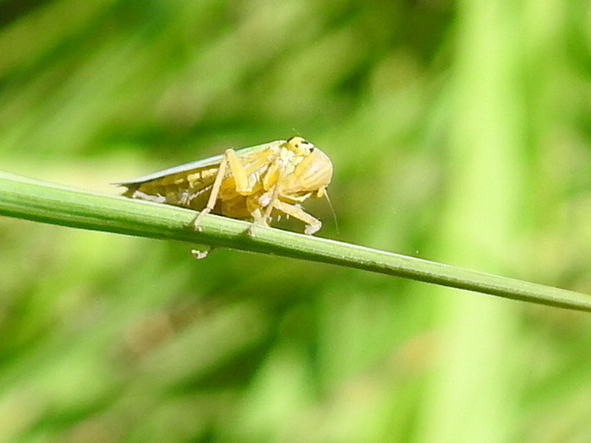 Cicadella viridis - méregzöld kabóca