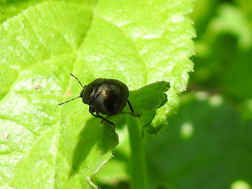 Coptosoma scutellatum - bödepoloska Coptosoma scutellatum - bödepoloska