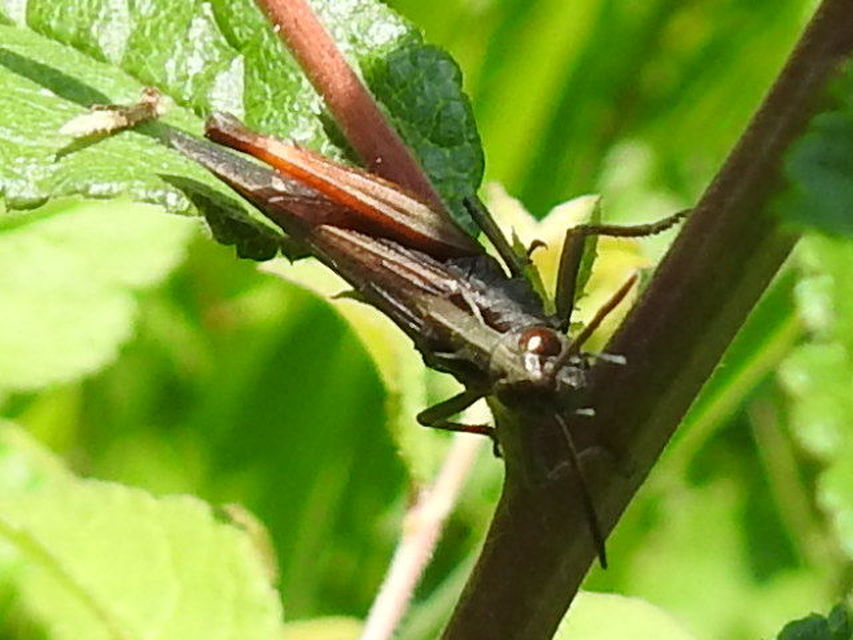 Omocestus rufipes - vöröshasú tarlósáska