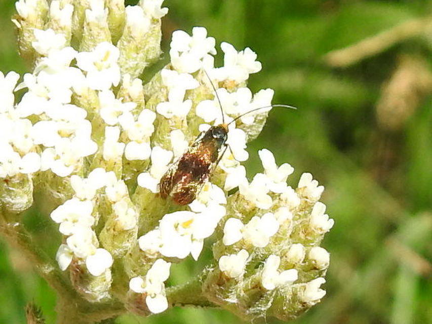 Nemophora
