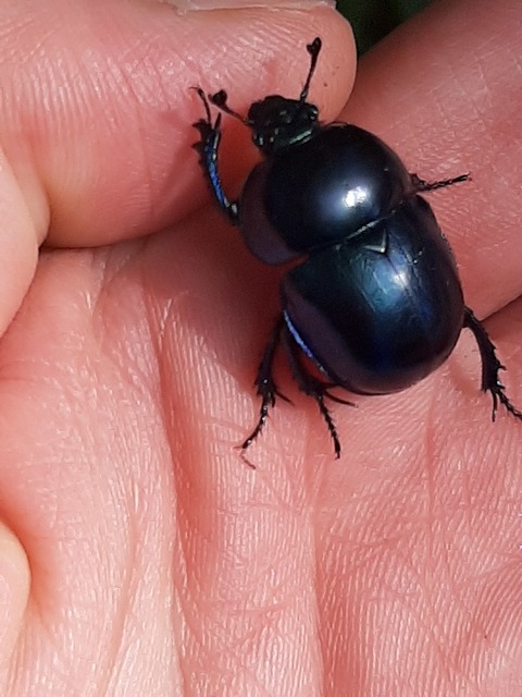 Trypocopris vernalis - tavaszi álganéjtúró