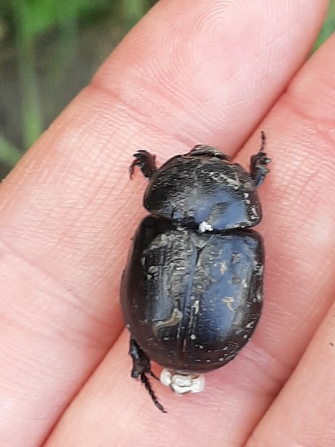 Pentodon idiota - butabogár