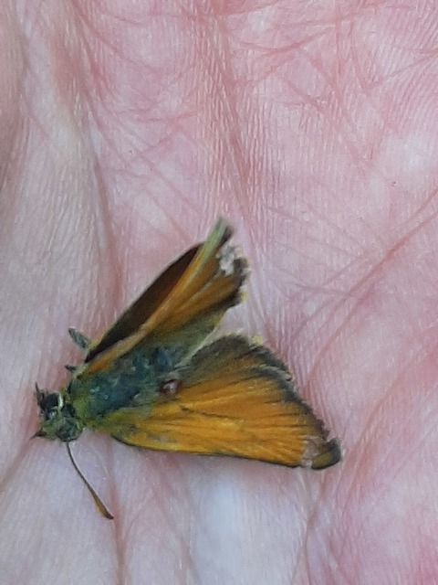 Thymelicus lineola - vonalas busalepke