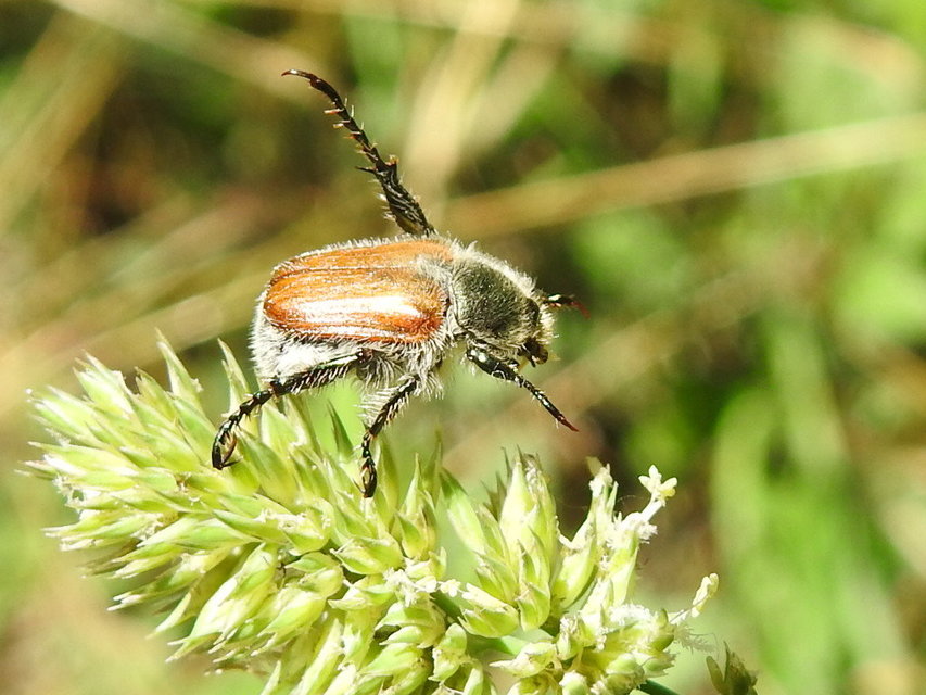 Chaetopteroplia segetum - rozsszipoly