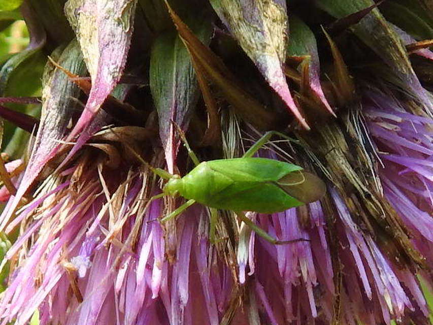 Calocoris affinis