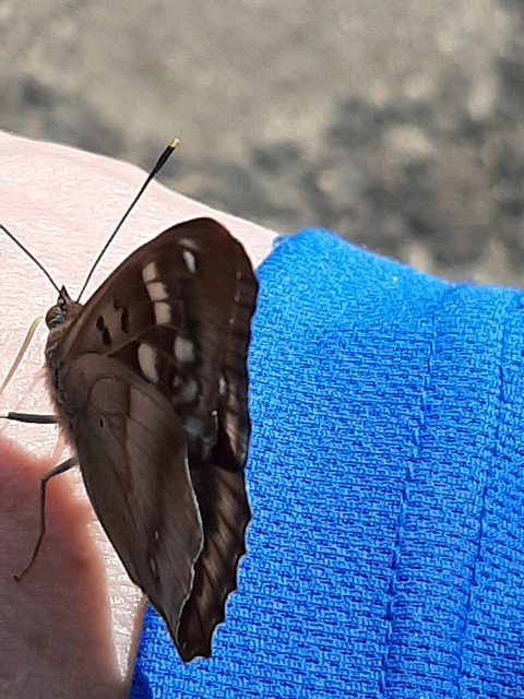 Apatura ilia - kis színjátszólepke