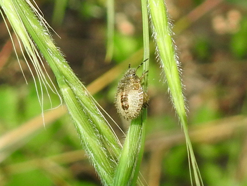 Dolycoris baccarum - közönséges bogyómászó-poloska Dolycoris baccarum - közönséges bogyómászó-poloska