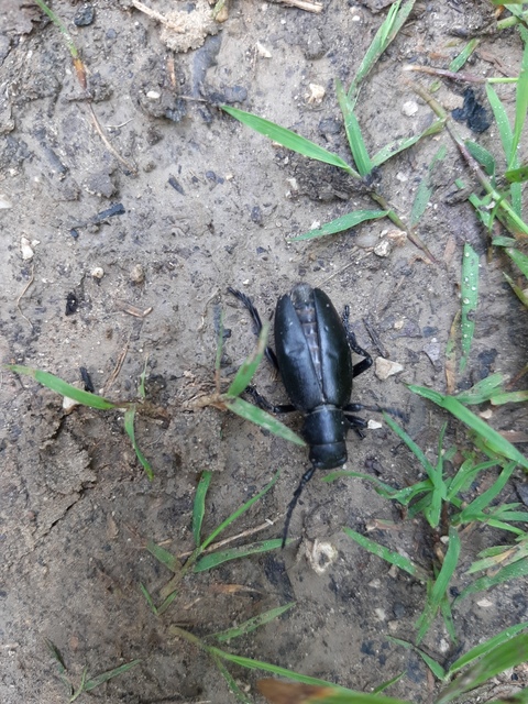 Dorcadion aethiops - fekete gyalogcincér