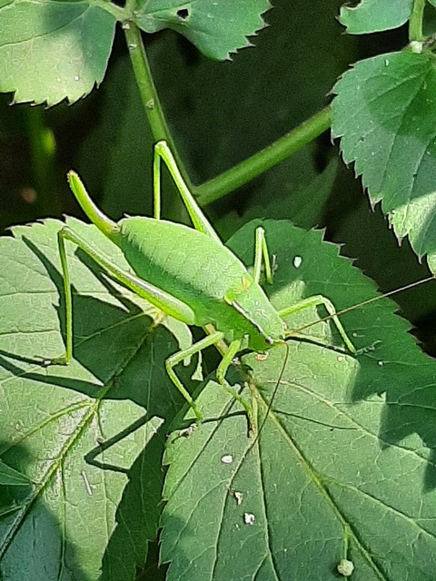 Isophya kraussii - erdei tarsza