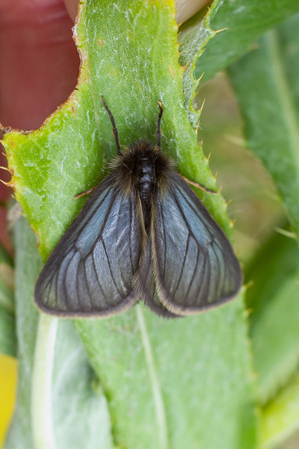 Pentophera morio - réti gyapjaslepke