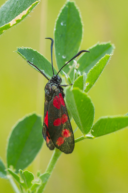 Zygaena filipendulae - acélszínű csüngőlepke