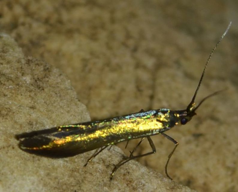 Coleophora