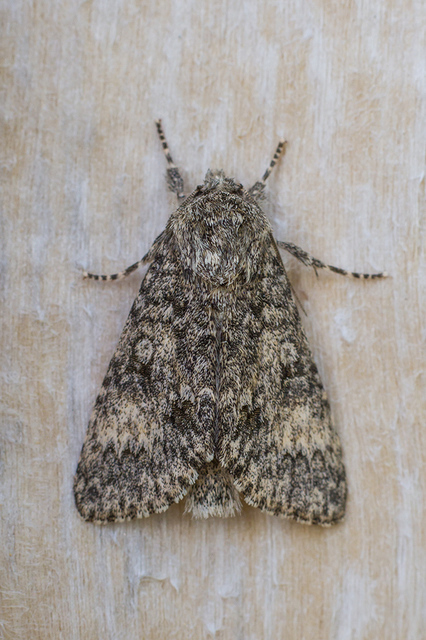 Acronicta megacephala - nagyfejű szigonyosbagoly